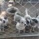 Blue healer’s