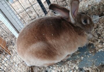 Pedagreed mini Rex named peter