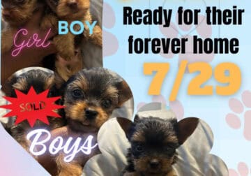 9 weeks!! Yorkies!! 2 boys, 1 girl!!