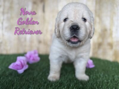 Nova Female Golden Retriever