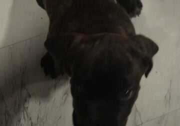 16 week old Cane Corso female puppies
