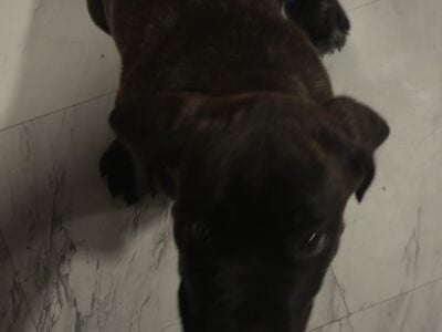 16 week old Cane Corso female puppies