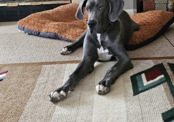 Majestic 11-Month-Old AKC Great Dane Puppy