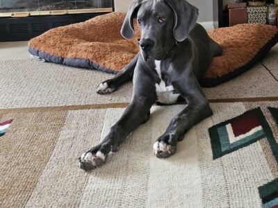 Majestic 11-Month-Old AKC Great Dane Puppy