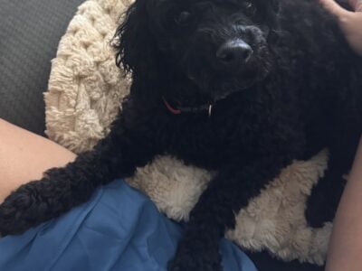 AKC mini poodle blk