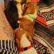 Litter of 8 basset hounds