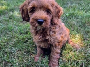 Petite mini goldendoodle puppies
