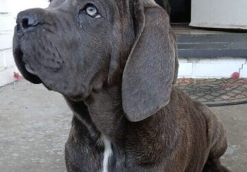 AKC CANE CORSO PUPPIES 🐶