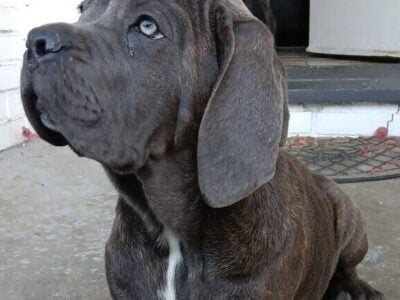 AKC CANE CORSO PUPPIES 🐶