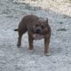 American bully pups ABKC papers. Great bloodlines