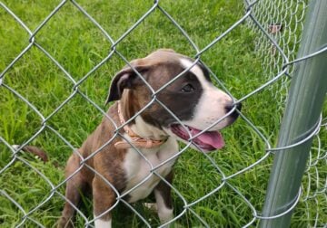 4 1/2 months old female pit bull pup