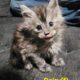 Maine Coon Kittens