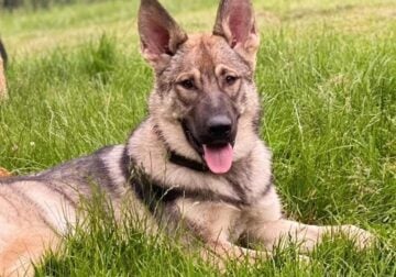 3/4 German shepherd 1/4 Husky female for rehoming