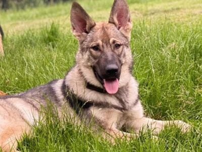 3/4 German shepherd 1/4 Husky female for rehoming