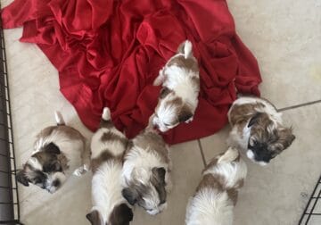 Shih Tzu