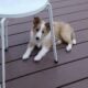 Shetland sheepdog puppies AKC registered for sale