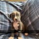 Blue Nose Pitts
