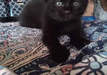 10 week old kitten