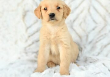 AKC Golden Retriever Puppies