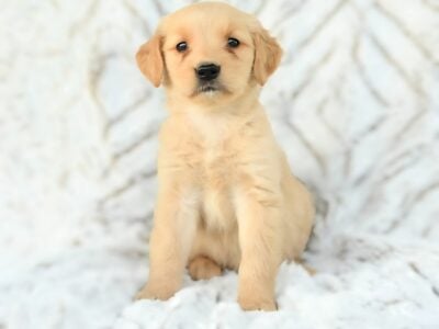 AKC Golden Retriever Puppies