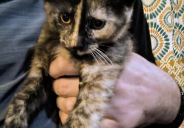 Looking to rehome 3 kittens