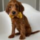 Ella (Yellow collar)