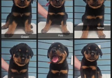 Akc Rottweiler German bloodlines