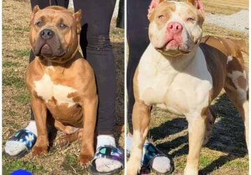 American Bully Pups