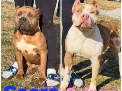 American Bully Pups