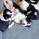 English Springer Spaniel puppies for sale