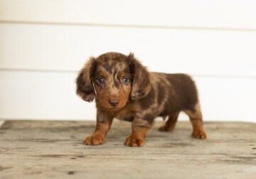 AKC Mini dachshund male puppy in Indiana (Rudy)