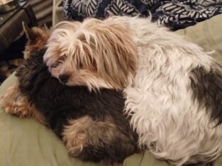 Yorkie and Yorkie Poo for adoption