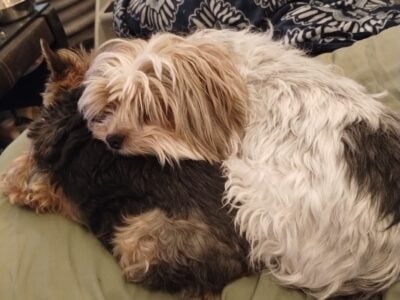Yorkie and Yorkie Poo for adoption