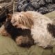 Yorkie and Yorkie Poo for adoption