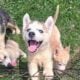 Siberian husky puppies
