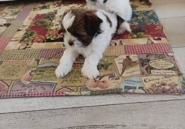 Shih Tzu Puppies