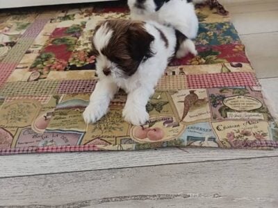 Shih Tzu Puppies