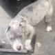 American bully