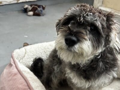 Free rehoming