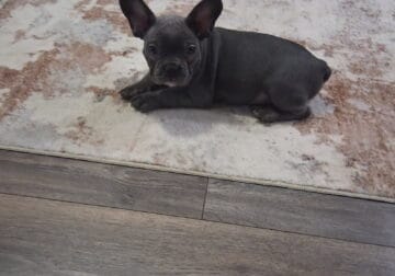 French Bulldog