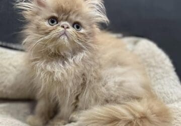 Red Tabby Persian Male Kitten