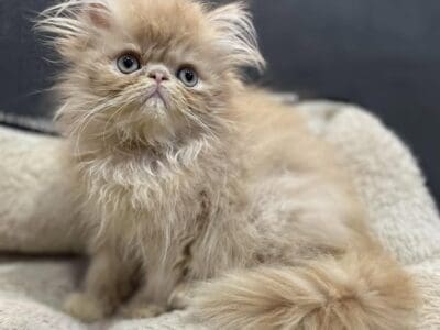 Red Tabby Persian Male Kitten