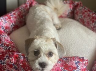 Maltese / Shihtzu