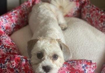 Maltese / Shihtzu