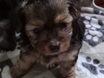 Yorkie Pom