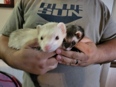 2 Ferrets to good home.