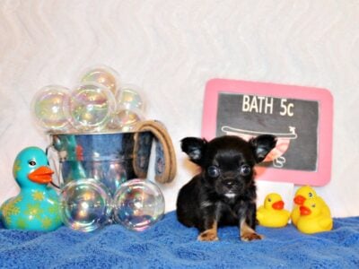 Ventura – Tiny Apple Head L/C Prince  ...