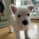 Westie puppies. AKC