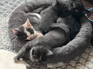 Sweet kittens, vaccinated and weaned