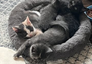Sweet kittens, vaccinated and weaned